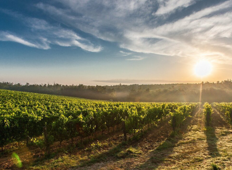 Maties Letting Office